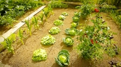 خیلی خیلی کوچک (2) (باغ سبزیجات)